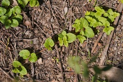 Clinopodium douglasii