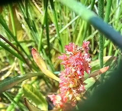 Rumex bidens