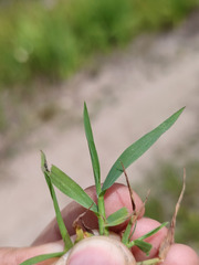 Digitaria ischaemum