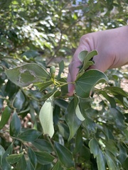 Cinnamomum reticulatum