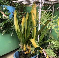Lycaste