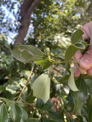 Cinnamomum reticulatum