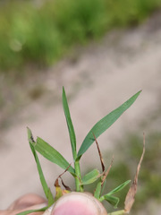 Digitaria ischaemum