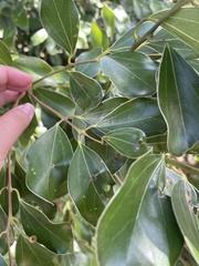 Cinnamomum reticulatum