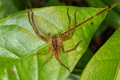 Cupiennius bimaculatus