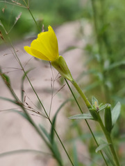 Oenothera