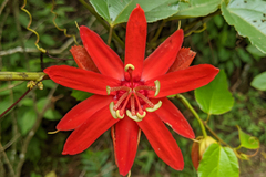 Passiflora tecta