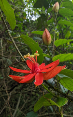 Passiflora tecta