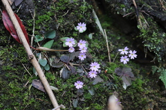 Primula pellucida
