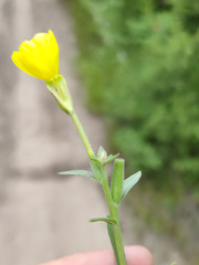 Oenothera