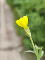Oenothera
