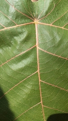 Givotia madagascariensis