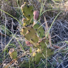 Opuntia austrina