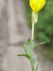 Oenothera
