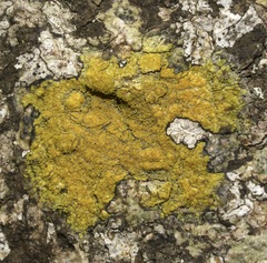 Chrysothrix xanthina