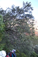 Tarchonanthus littoralis