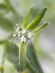 Cryptantha maritima