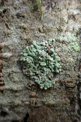 Menegazzia subsimilis