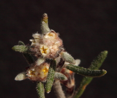 Spyridium polycephalum