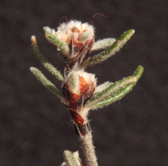 Spyridium polycephalum