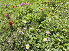 Erigeron procumbens