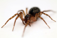 Amaurobiidae