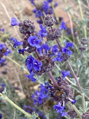 Salvia dorrii