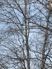 Turdus pilaris