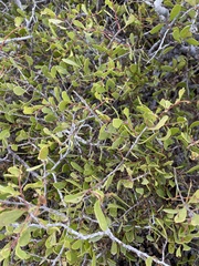 Maytenus phyllanthoides