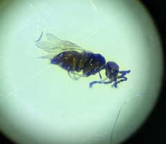 Ceraphronoidea