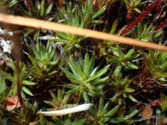 Polytrichum piliferum