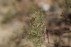 Rumex nervosus