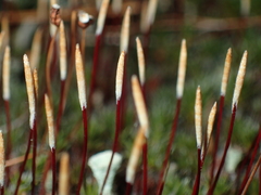 Polytrichum piliferum