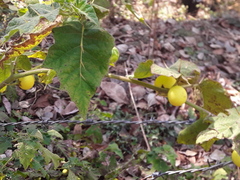 Solanum viarum