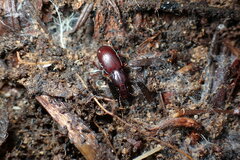 Pterostichus pumilus