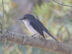 Eopsaltria georgiana