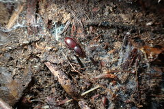 Pterostichus pumilus