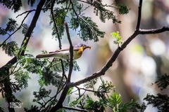 Myiagra rubecula