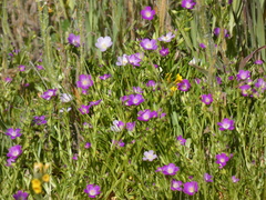 Calandrinia menziesii