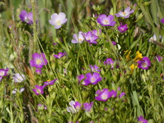 Calandrinia menziesii