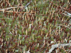 Polytrichum piliferum