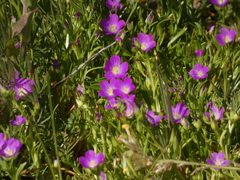 Calandrinia menziesii