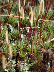 Polytrichum piliferum