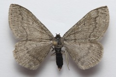 Scopula cajanderi