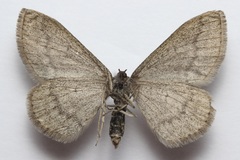 Scopula cajanderi