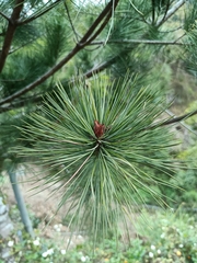 Pinus armandi