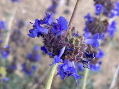 Salvia dorrii