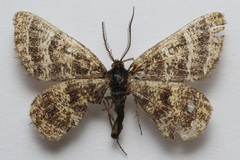 Epelis truncataria