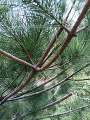 Pinus armandi