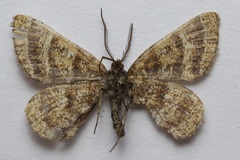 Epelis truncataria